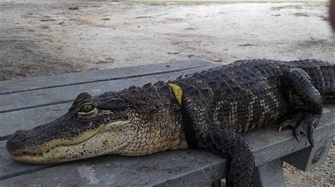 Lakeland Florida Alligator Found With Human Body In Its Mouth
