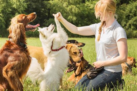 Adiestramiento Canino Basico Para Perros Jovenes Y Adultos Bigar Solucion