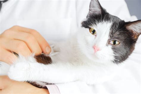 I bet you know, but we'll tell you why! Do Indoor-only Cats Need Rabies Shots? | TheCatSite