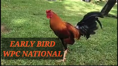 Manok Panabong Early Bird Wpc National Banded Youtube