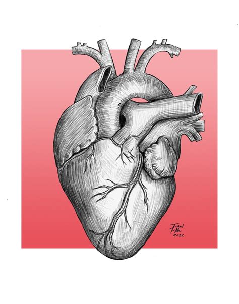 Anatomical Heart Drawing Heart Anatomy Medical Medical Illustration