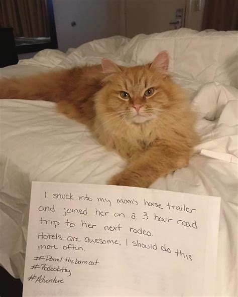 Hilarious Pet Antics And Their Punishment Page 15
