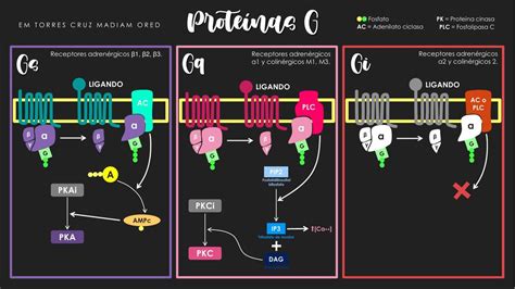 Proteínas Gq Gs Y Gi Fisiología De La Membrana Celular Madiam