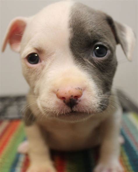 Pin On Blue Nose Pitbull Puppies