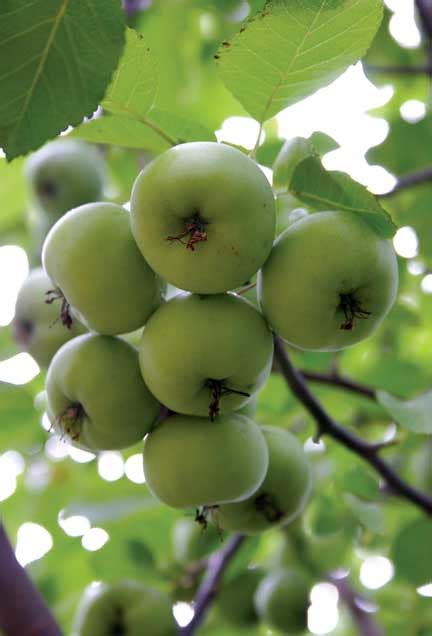 Sweet Crabapple Sweet Crabapple — Malus Coronaria Ecos De Flickr