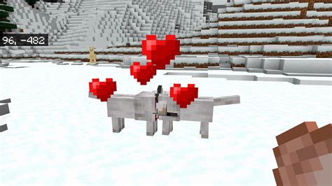 What Do Wolves Eat In Minecraft Vgkami