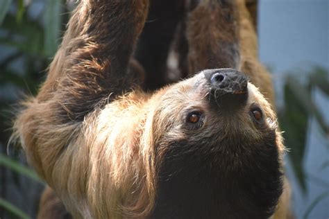 States Where Pet Sloths Are Legal