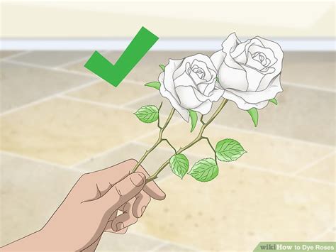 3 Ways To Dye Roses Wikihow