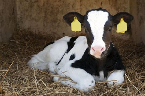 sexed semen sales surpass conventional for first time farminguk news