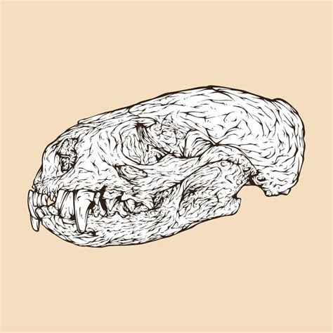 River Otter Skull Head Vector Stock Vector Illustration Of Carnivore