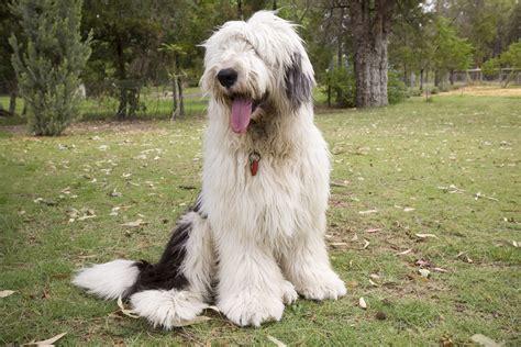 Shaggy Dog Breeds The Smart Dog Guide