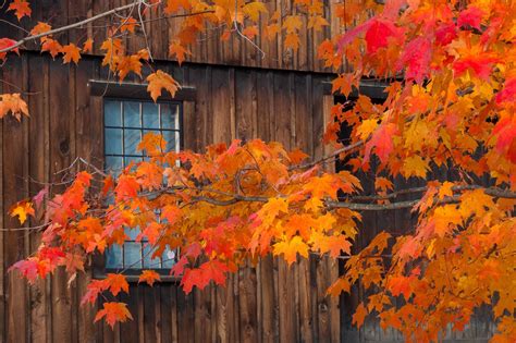 Autumn Barn | Autumn tree branch, Autumn trees, Autumn cozy