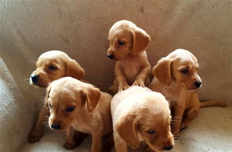 Fox red Cockerdor pups | Wisbech, Cambridgeshire | Pets4Homes | Pup ...