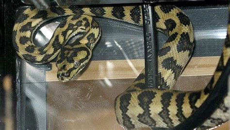 Snake On A Plane Flying Snake Live Python Caught At Border Nz