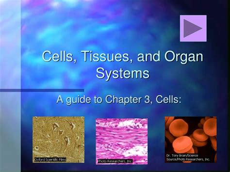 Ppt Cells Tissues And Organ Systems Powerpoint Presentation Free