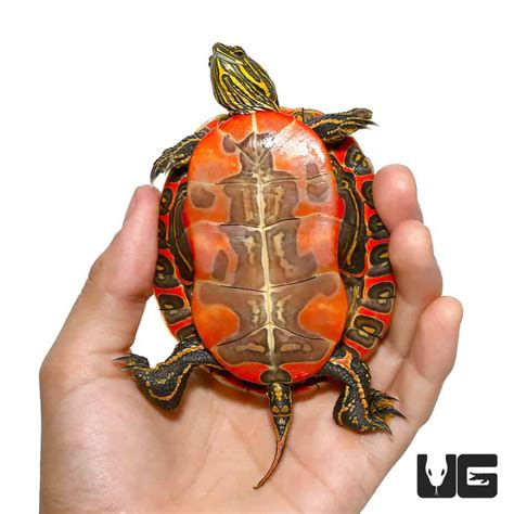 Western Painted Turtles Chrysemys Picta For Sale Underground Reptiles