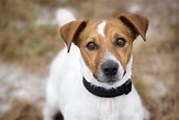 Zebulon (Jack Russell Terrier) im Tierheim Karlsruhe