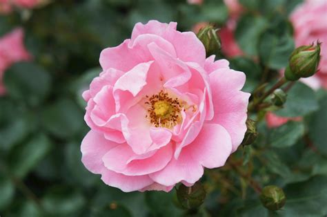 Rosa Korlanum Sommerwind Surrey Vent Deté Bodembedekkende Roos