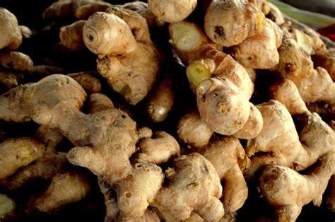 How To Grow And Harvest Ginger Indoors Without Killing It Off