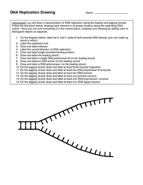 Rule that describes how nucleotides from bonds in dna; DNA Replication Coloring Worksheet | Dna replication ...