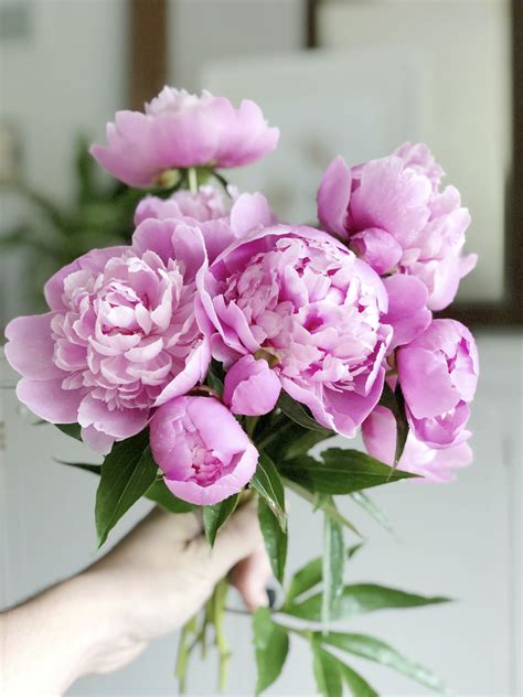 Maybe you would like to learn more about one of these? Peony Flower | How to Care for Peonies | Grace In My Space