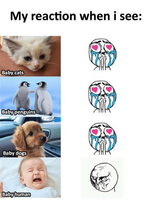 My Reaction When I See Baby Cats Baby Dogs Babyhuman