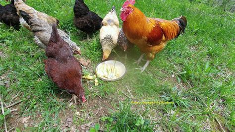 Ask your veterinarian or local cooperative extension agent about the best food. Pam's Backyard Chickens