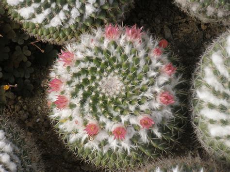 It lies along state route 43. From Serendib To Sikkim: Pine View Nursery, Kalimpong ...