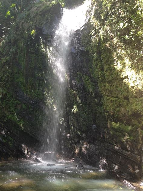 Ellelauri El Yunque Rain Forest Puerto Rico