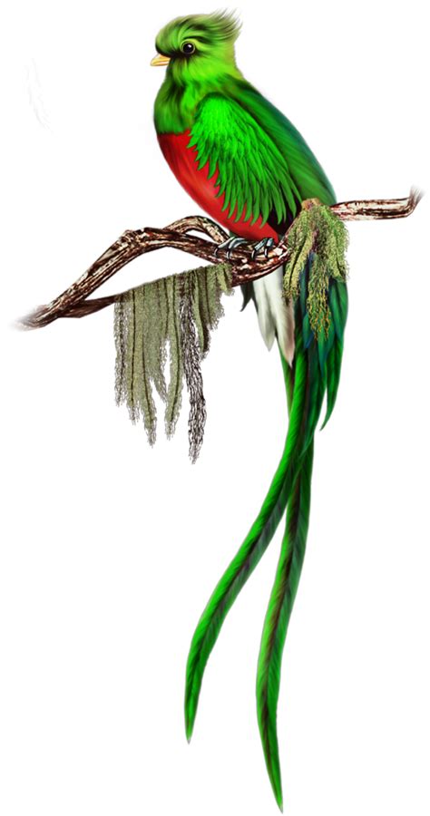 Guatemala Bird Quetzal Drawing Clip Art Cute Quetzal Cliparts Png