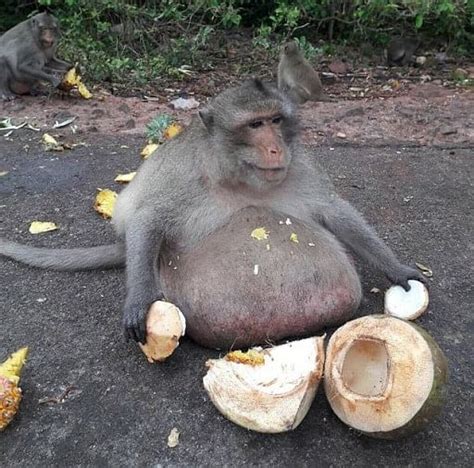 इस बंदर के पास है अद्भुत शक्ति दूर दूर से मिलने आते हैं लोग Obese