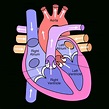 Human Heart Images | Free download on ClipArtMag