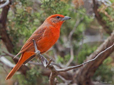 hepatic tanager adult male hepatic tanager piranga flav… flickr