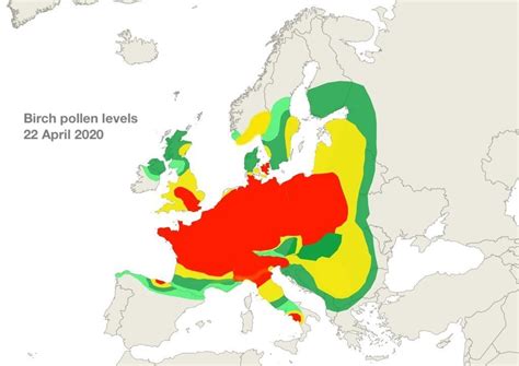 Birch Pollen Season In Full Swing In Europe Airmine