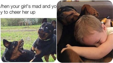 13 Funny Rottweiler Memes That Make You Laugh Too Hard Rottweiler Life