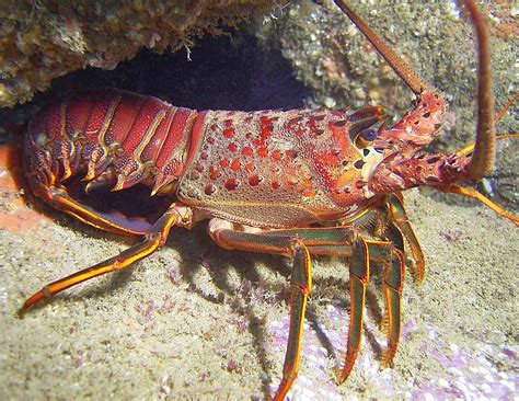 Marine Scientists Identify Lobsters Ancestors The Archaeology News