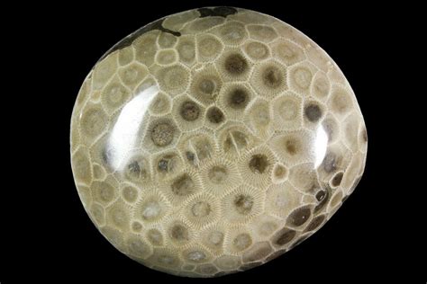 33 Polished Petoskey Stone Fossil Coral Michigan For Sale