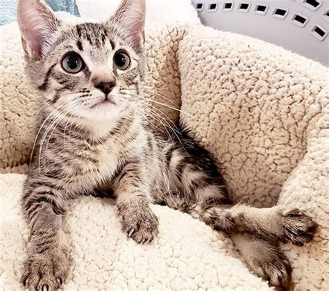 Is your cute little kitten giving you (painful) love bites? Meet The Incredible Kitten With An Amazing Mom Who Helped Him Learn To Walk Again After He ...