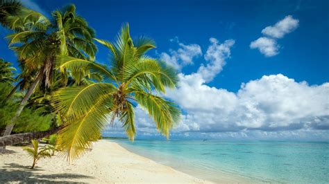 Nature Landscape Tropical Island Beach Palm Trees White Sand