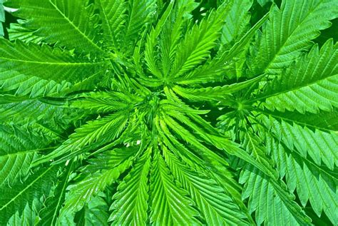 Medical Hydroponics Marijuana Grow Phase Power Plays
