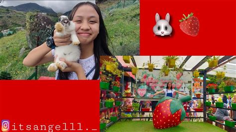 The farm is close to the main road you will not miss it. Mesilau Rabbit 🐰Farm & Mesilou Strawberry Farm 🍓 - YouTube