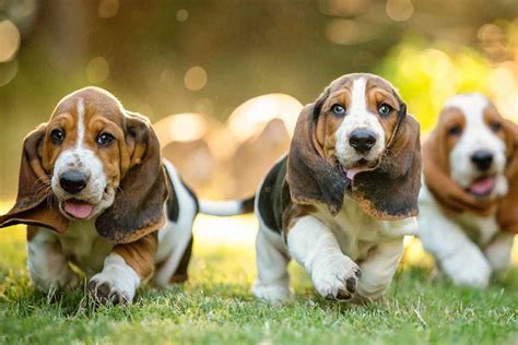 El veterinario puede recomendarte el mejor alimento para tu amigo peludo, de acuerdo a su etapa, tamaño, masa muscular o si padece. ¿Por qué el 21 de julio es el Día del Perro? - DIARIO NEUQUEN