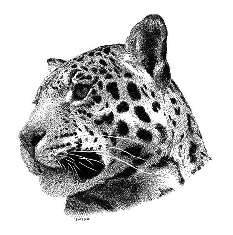 Check spelling or type a new query. Jaguar Drawing - Jaguar Fine Art Print | scottwoyak ...