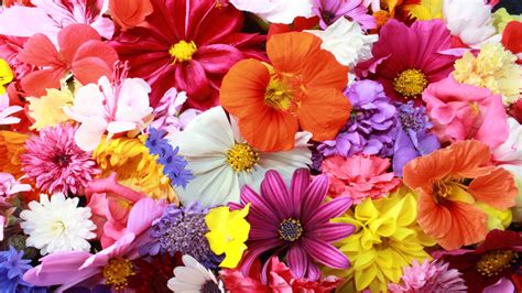 Colorful Flowers Wallpapers Hd Pixelstalknet