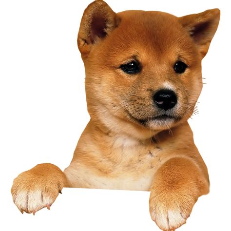 Puppy Png Image Png Mart