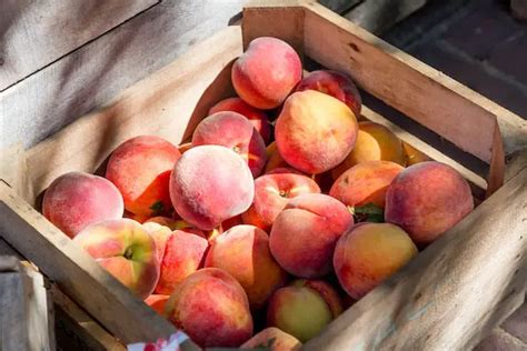 The Best Low Chill Peach Trees For Warm Climates The Fruit Grove