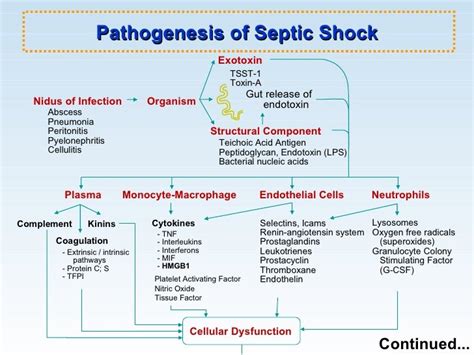 Sepsis Pathophysiology Sepsis Induced Myocardial Dysf