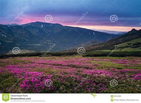 Beautiful Mountain Landscape With Blossoming Pink Meadows Of Rho Stock
