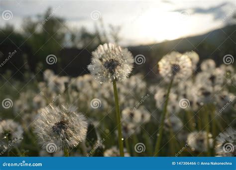 Dandelions In A Meadow In The Mountains Stock Photo Image Of Color
