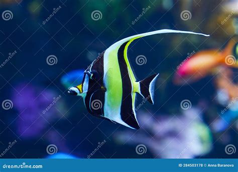 Close Up A Moorish Idol Tropical Fish In Aquarium Stock Photo Image